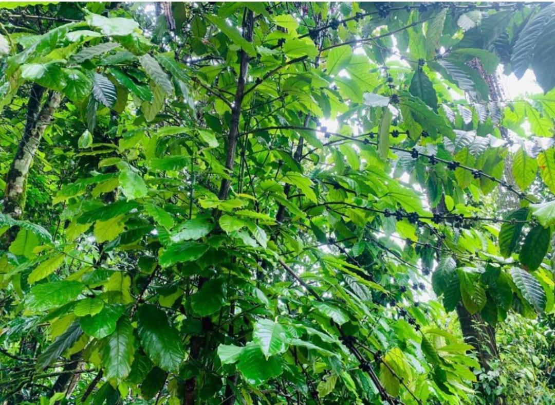 The Mountain Shades Resort Madikeri Zewnętrze zdjęcie